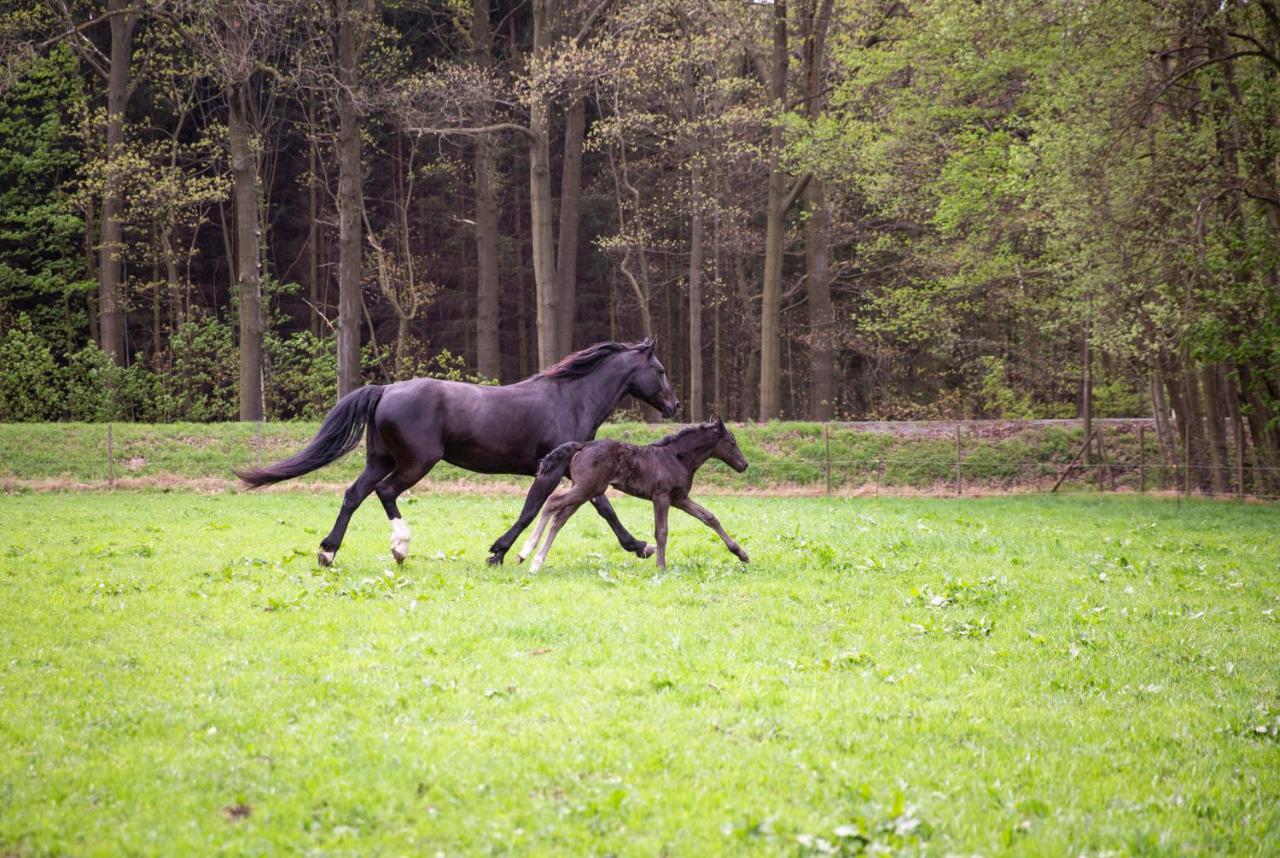 Schwarzes Ross * Arnsdorf (Arnsdorf, Bautzen)